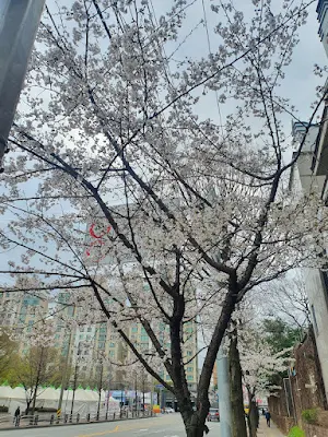 4월 5일 식목일, 4월 7일은 임시 공휴일. 에버랜드 튤립 축제 봄나들이 가볼까.