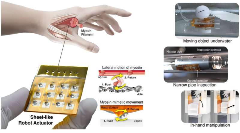 Muscle-inspired sheet-like robot navigates the tightest spaces