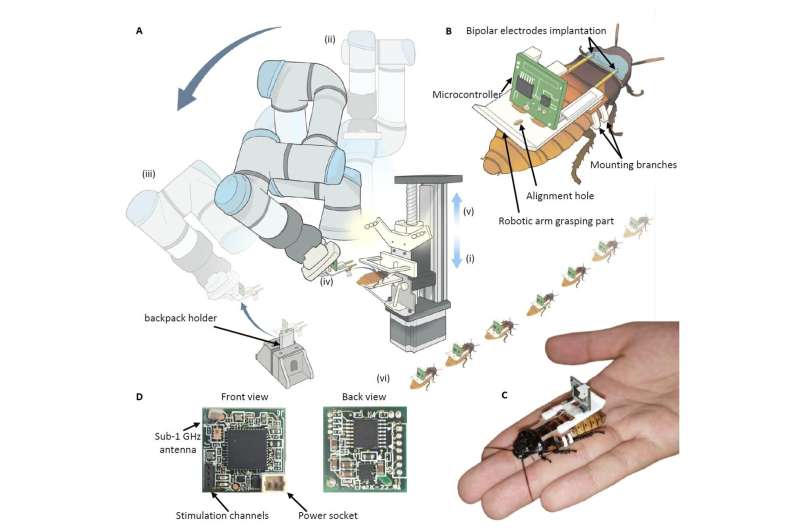 Scientists use AI-powered robot to assemble cyborg insects for use in search and rescue efforts