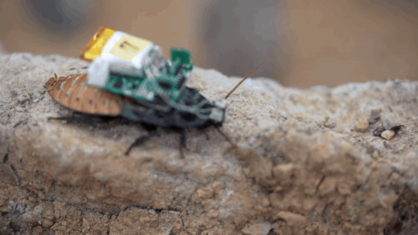Researchers develop cyborg insects with UV light steering helmets