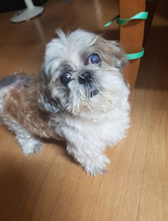 chatgpt sora 내가 깜짝 놀라고 말았다